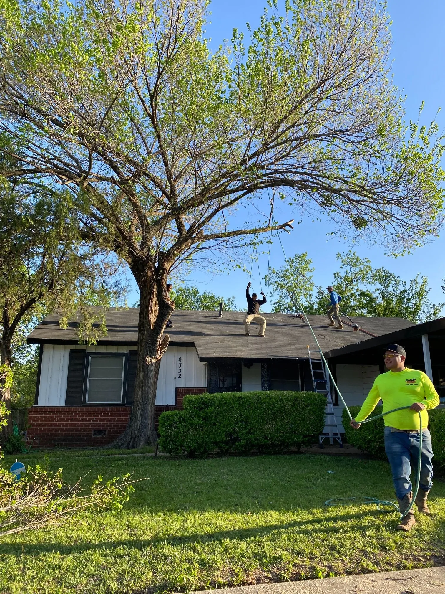 Crew members perform shrub pruning, tree trimming, and lawn mowing on a roof, providing maintenance services and lawn care services as part of comprehensive landscaping services.